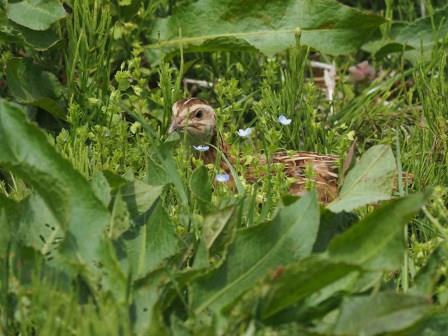 モグラみたいなウズラ デジスコ写真人の野鳥観察