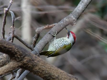 日本にしかいないキツツキ: デジスコ写真人の野鳥観察