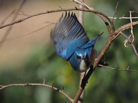 瑠璃三鳥の一つ デジスコ写真人の野鳥観察