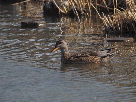 タシギもクイナもいない デジスコ写真人の野鳥観察