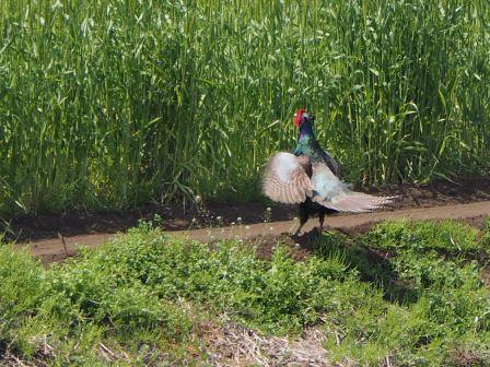 キジの母衣打ち デジスコ写真人の野鳥観察