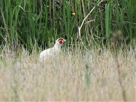 白いキジ: デジスコ写真人の野鳥観察