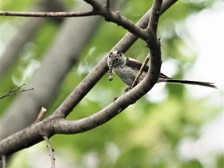 エナガの幼鳥への給餌 デジスコ写真人の野鳥観察