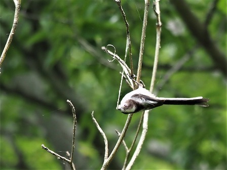 可愛いエナガの幼鳥達 デジスコ写真人の野鳥観察