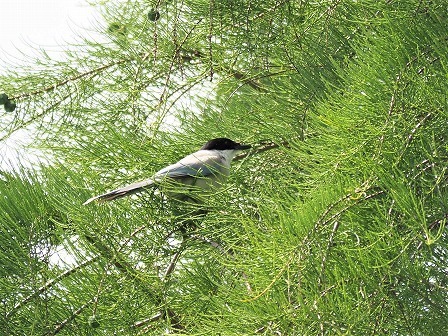 可愛い雛への給餌 デジスコ写真人の野鳥観察