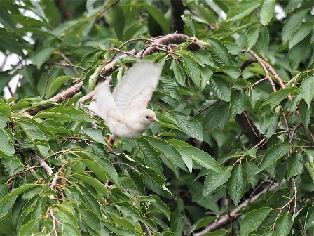 吉兆の白い鳥: デジスコ写真人の野鳥観察