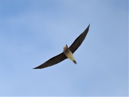 ツバメチドリ デジスコ写真人の野鳥観察