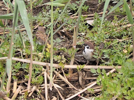 雀の喧嘩 デジスコ写真人の野鳥観察