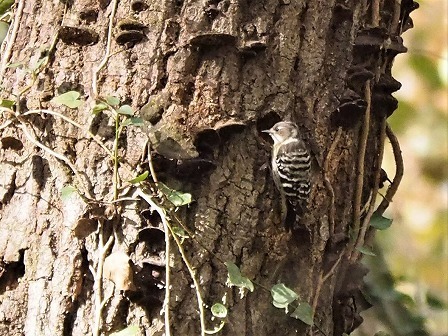 コゲラの巣作り デジスコ写真人の野鳥観察