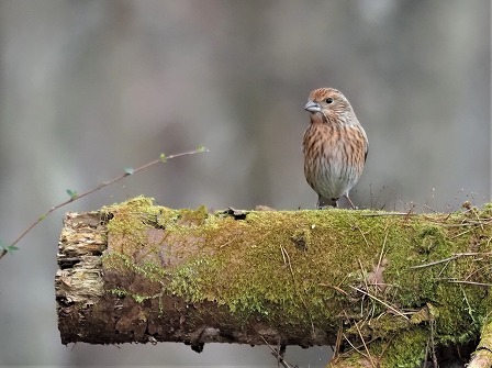 オオマシコの成鳥と若の違い: デジスコ写真人の野鳥観察